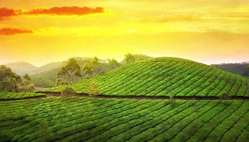 sunset-pictures-tea-garden.jpg